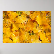 Ginkgo Biloba leaves Posters