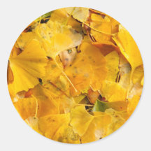 Ginkgo Biloba leaves Round Stickers