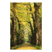 Ginkgo Biloba trees