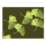 Ginkgo Leaves Postcard