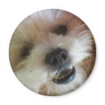 Ginny Pop Magnet
