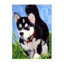 Gino, Malamute d'Alaska Carte Postale