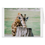 GIRAF_CHIN GREETING CARDS