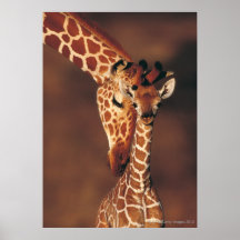 Girafe adulte avec le veau (camelopardalis de Gira Poster