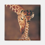 Girafe adulte avec le veau (camelopardalis de Gira Magnets Pour Réfrigérateur