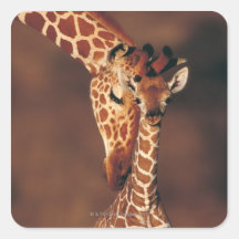Girafe adulte avec le veau (camelopardalis de Gira Autocollants