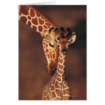 Girafe adulte avec le veau (camelopardalis de Gira Cartes De Vœux