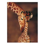 Girafe adulte avec le veau (camelopardalis de Gira Cartes Postales