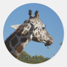 Girafe Autocollant Rond