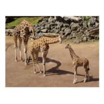 Girafe de bébé et famille de girafe carte postale