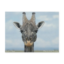 Girafe in Kenya Post Card