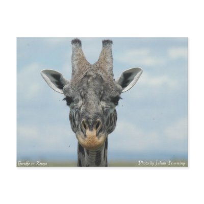 Girafe in Kenya Post Card by ntrimming