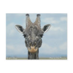Girafe in Kenya postcards