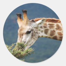 Girafe mangeant un certain feuille autocollant rond