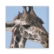 giraff magnet