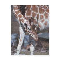 Giraff postcard