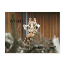 Giraff, You Lookin at me? Post Card
