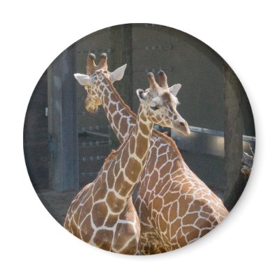 giraffe2 fridge magnets by imagia77