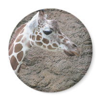 Giraffe 2 magnets