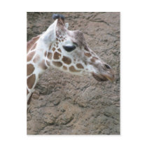 Giraffe 2 post cards