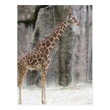 Giraffe 3 postcard