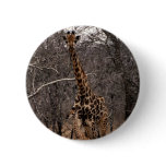 Giraffe and Baby Giraffe Pinback Buttons