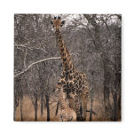 Giraffe and Baby Giraffe Refrigerator Magnet