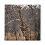 Giraffe and Baby Giraffe Refrigerator Magnet