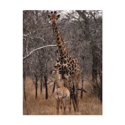 Giraffe and Baby Giraffe Post Cards by alternateworlds