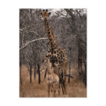 Giraffe and Baby Giraffe Post Cards
