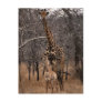 Giraffe and Baby Giraffe Post Cards