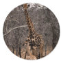 Giraffe and Baby Giraffe Round Stickers