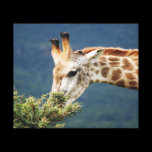 Giraffe and the best leaves are on top canvas prints