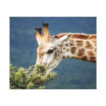 Giraffe and the best leaves are on top canvas print