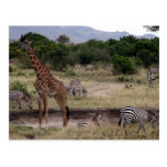 giraffe and zebra post card