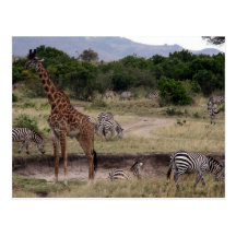 giraffe and zebra post card