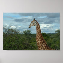 Giraffe at Dusk Posters
