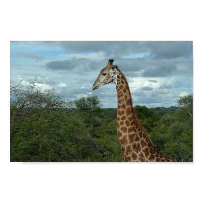 Giraffe at Dusk Posters by brendo32