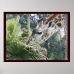 Giraffe at Lunch posters