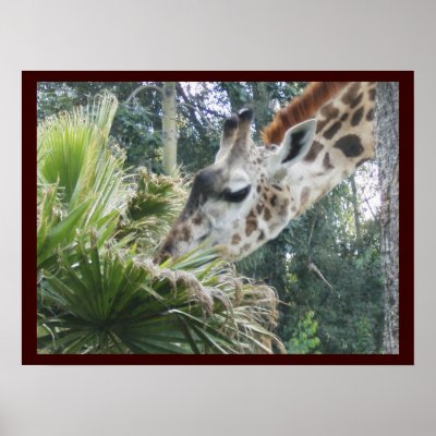 Giraffe at Lunch Posters by minx267