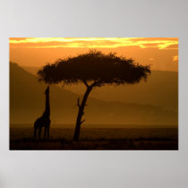 Giraffe at Sunrise 2 Plakatdrucke