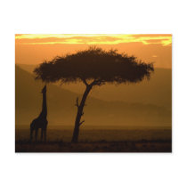Giraffe at Sunrise Postkarten