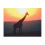 Giraffe at Sunset Postcard