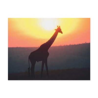 Giraffe at Sunset Postcard by alternateworlds