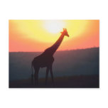 Giraffe at Sunset postcards