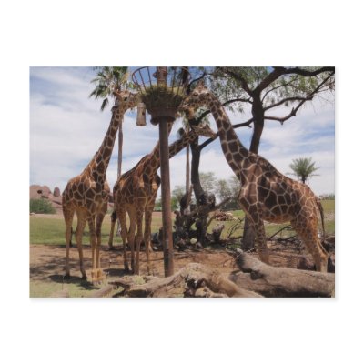 Giraffe Attack Postcard by getoutandrun6