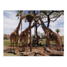 Giraffe Attack Postcard