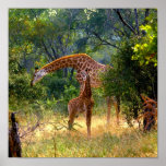 Giraffe & Baby Kruger National Park RSA Posters