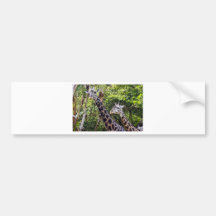 Giraffe Buddies Bumper Sticker
