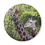 Giraffe Buddies Refrigerator Magnet